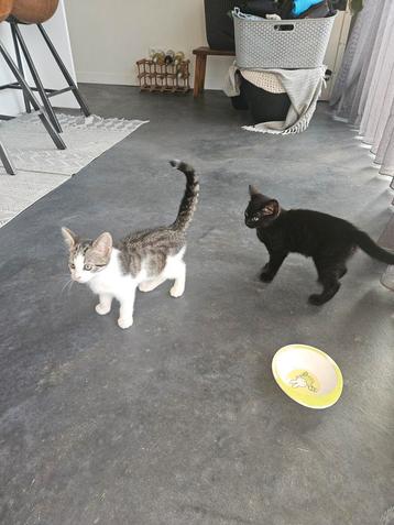 2 hele lieve poesjes beschikbaar voor biedingen
