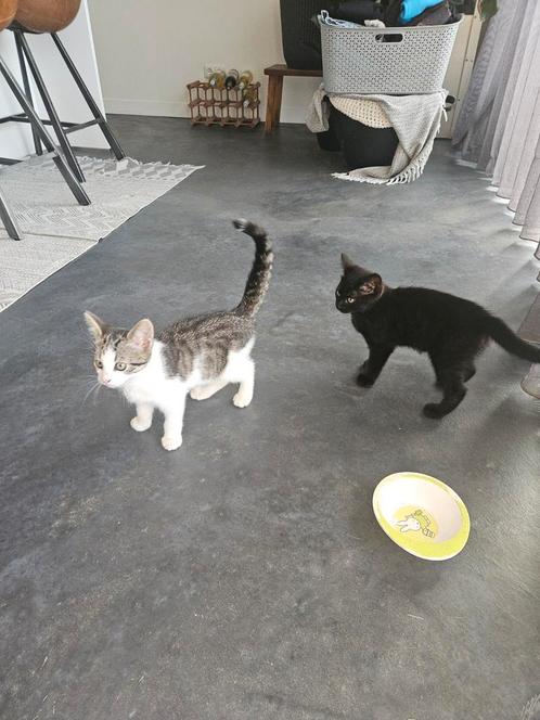 2 hele lieve poesjes, Dieren en Toebehoren, Katten en Kittens | Overige Katten, Poes