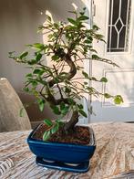 Zelkova Bonsai 20cm, Tuin en Terras, Planten | Bomen, Bloeit niet, Halfschaduw, Minder dan 100 cm, Overige soorten