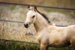 Bloedmooie groot valk pony veulen, Dieren en Toebehoren, Pony's, Merrie, 0 tot 2 jaar, Gechipt, Onbeleerd