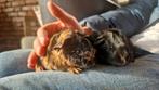 Aangeboden lieve jonge cavia's, Dieren en Toebehoren, Knaagdieren, November, Meerdere dieren, Cavia