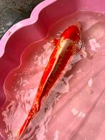 Koi, Dieren en Toebehoren, Vissen | Vijvervissen, Karper of Koi