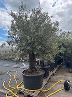 Prachtige oude bonsia olijfboom, Volle zon, Bloeit niet, Ophalen of Verzenden, 100 tot 250 cm