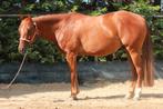 Reining Quarter Horses aangeboden, Dieren en Toebehoren, Minder dan 160 cm, Gechipt, 0 tot 2 jaar, Westernpaard