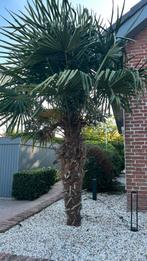 Palmboom - Trachycarpus fortunei, Tuin en Terras, Planten | Bomen, Bloeit niet, 100 tot 250 cm, Palmboom, Ophalen