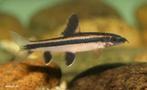Epalzeorhynchos Kalopterus - Algeneter - Koidreams Valburg, Vis, Zoetwatervis