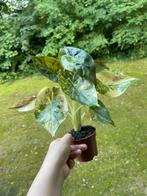Alocasia Wentii Variegata, Ophalen of Verzenden, Overige soorten, Minder dan 100 cm