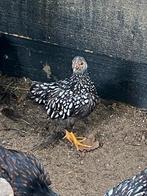 Wyandotte hennen kriel, Dieren en Toebehoren, Vrouwelijk, Kip