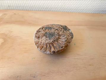 Ammoniet 8,5cm 215 gr beschikbaar voor biedingen