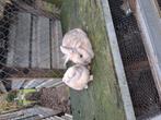 Twee vrouwtjes konijnen, Dieren en Toebehoren, Konijnen, Vrouwelijk, Dwerg, 6 tot 8 jaar