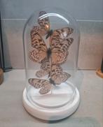 Zwart witte vlinders in glazen stolp met witte bodem, Huis en Inrichting, Woonaccessoires | Stolpen, Ophalen of Verzenden, Zo goed als nieuw