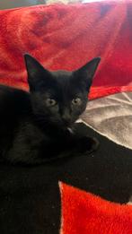 3 kittens te koop 2 zwarte met witte vlek op nek1zwart witte, Dieren en Toebehoren, Katten en Kittens | Overige Katten, Meerdere dieren