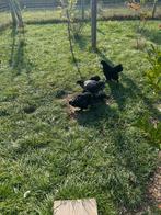 Mooie toon brahmas. 3 zwarte hennen 1 bonte haan, Dieren en Toebehoren, Pluimvee, Meerdere dieren, Kip