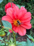 zaden van openbloemige Dahlia mix, Tuin en Terras, Bloembollen en Zaden, Ophalen of Verzenden, Voorjaar, Volle zon, Zaad