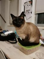 Chocolate point siamese female looking for a "date" (stud)