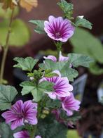 Malava sylvestris Zebrina in een P11 pot, Zomer, Vaste plant, Overige soorten, Ophalen