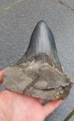 Gigantische Megalodon haaientand uit Indonesië fossiel, Ophalen of Verzenden, Fossiel