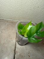 Monstera minima/ rhaphidohora tetrasperma variegata, Huis en Inrichting, Kamerplanten, Ophalen of Verzenden, Halfschaduw, Minder dan 100 cm