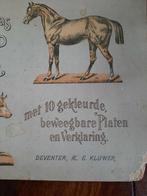 Zeer oud boek, anatomische atlas van het paard, Gelezen, Ophalen of Verzenden, Overige onderwerpen