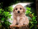Puppy's van Kennel de Hoeve, Nederland, Rabiës (hondsdolheid), Overige rassen, 8 tot 15 weken