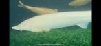Albino en Diamant steur, Steur