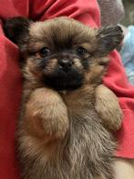 Pomchi pups., Parvo, Overige rassen, 8 tot 15 weken, Meerdere
