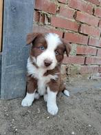 Border collie reutje, Dieren en Toebehoren, Honden | Herdershonden en Veedrijvers, Reu, 8 tot 15 weken, Collie, Eén hond