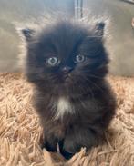 Liefste choco Britse Langhaar kitten ter adoptie!!, Gechipt, 0 tot 2 jaar, Poes
