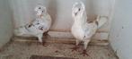 Te koop sierduiven Oudhollands kapucijnen duiven, Dieren en Toebehoren, Meerdere dieren, Overige soorten