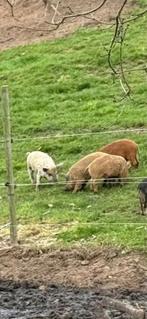 Hongaarse wolvarken/ Mangalitza Aangeboden, Dieren en Toebehoren, Mannelijk, Varken, 0 tot 2 jaar