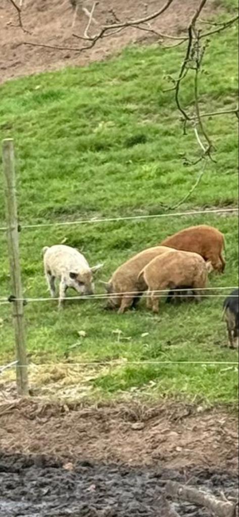 Hongaarse wolvarken/ Mangalitza Aangeboden, Dieren en Toebehoren, Schapen, Geiten en Varkens, Varken, Mannelijk, 0 tot 2 jaar