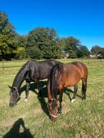 Plaats voor paard/paarden 24/7 weidegang Ruurlo, Meerdere dieren