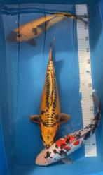 Japanse Nishikigoi vanaf 1,- al babykoi 4cm tot 65cm, Karper of Koi