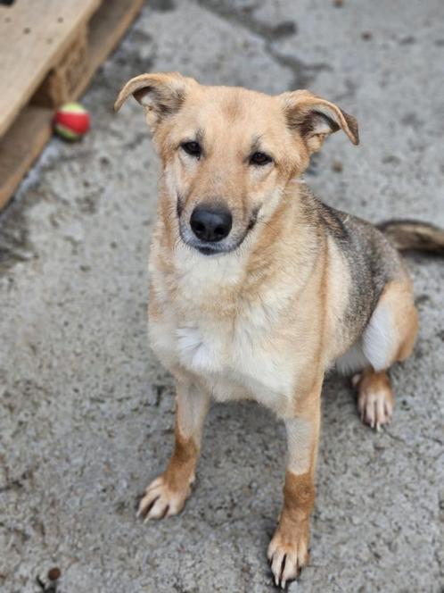 Lieve Karina zoekt gouden mandje, Dieren en Toebehoren, Honden | Chihuahua's en Gezelschapshonden, Teef, Overige rassen, Particulier