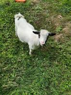 Bokje, Dieren en Toebehoren, Schapen, Geiten en Varkens, Mannelijk, Geit, 0 tot 2 jaar