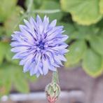 Centaurea cyanus zaden, korenbloem, Ophalen of Verzenden, Volle zon