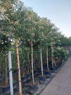 zevenzonenboom meerstammig in pot heptacodium, Tuin en Terras, Planten | Bomen, In pot, Ophalen