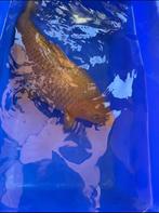 chagoi koi, Dieren en Toebehoren, Vissen | Vijvervissen, Karper of Koi