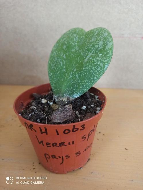 hoya kerrii splash potmaat 8.5 nummer H1063, Huis en Inrichting, Kamerplanten, Overige soorten, Minder dan 100 cm, Ophalen of Verzenden