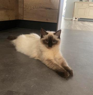 Ragdoll poesje met stamboom beschikbaar voor biedingen