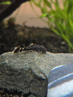 Jonge pleco ancistrus, Dieren en Toebehoren, Vis