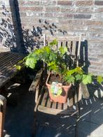 Leuke jonge witte druif geleid op rek in een ruime pot!!, Ophalen, Minder dan 100 cm, Lente, Overige soorten