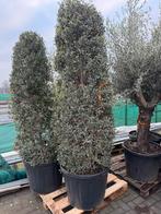 Te koop olijfbomen pyramide, Tuin en Terras, Ophalen, Volle zon, Olijfboom, 100 tot 250 cm