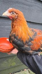 Raszuivere, tamme welsumer haan van 25-7-25 (Groot soort), Mannelijk, Kip