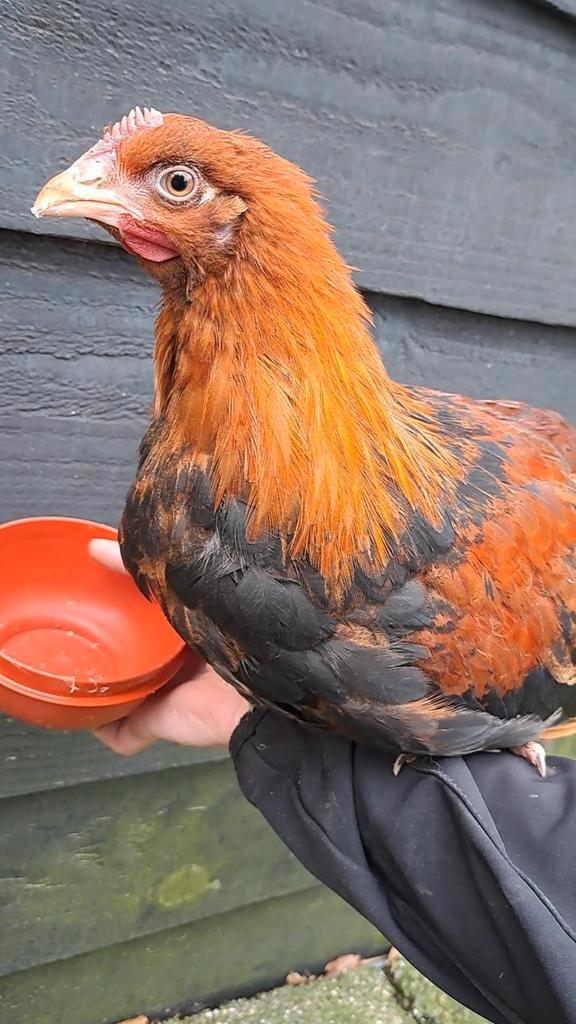 Raszuivere, tamme welsumer haan van 25-7-25 (Groot soort), Dieren en Toebehoren, Pluimvee, Kip, Mannelijk