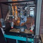 Gecastreerde Rat met Dames, Dieren en Toebehoren, Knaagdieren, Oktober, Meerdere dieren, Rat