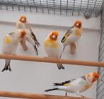 Mooie forse onverwante koppels majoor putters uit 2025, Dieren en Toebehoren, Vogels | Overige Vogels, Meerdere dieren, Wildzangvogel