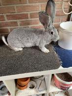 Mooie duitse reus Chincilla ram, Dieren en Toebehoren, Konijnen, Mannelijk, Groot