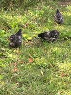 Orpington kriel blauw gezoomd toom, Meerdere dieren, Kip