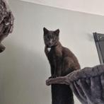 Kater Diesel 3 jaar > Geholpen, Dieren en Toebehoren, Katten en Kittens | Overige Katten, Kater, Kortharig, 3 tot 5 jaar